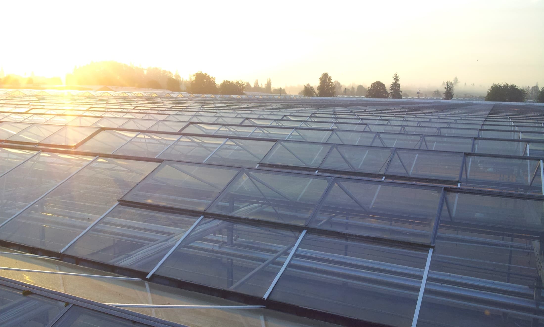 Sunset over a glass greenhouse roof